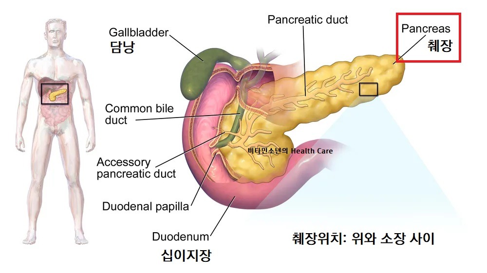 췌장