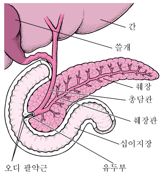 췌장염