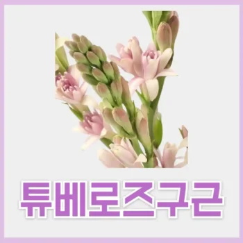 튜베로즈 구근
