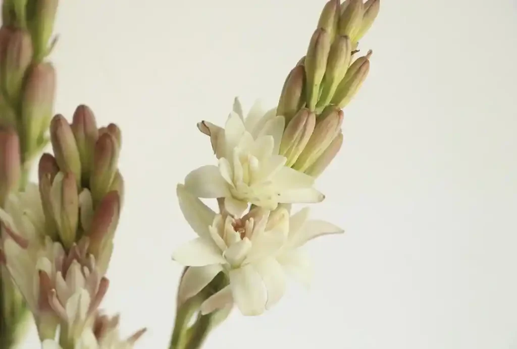 튜베로즈 씨앗