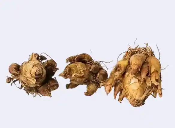 튜베로즈 구근