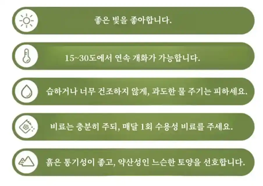 튜베로즈키우기