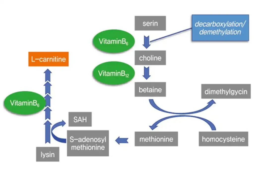 가네진 가격 약국 효능 복용법 후기|가네진정 효과 우루사 차이까지 알아보기 가네진 효능