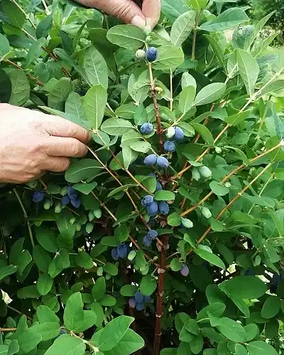 하스카프베리 먹는법