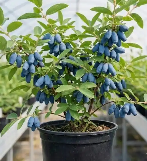 하스카프베리 묘목