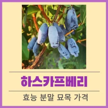 하스카프베리 효능