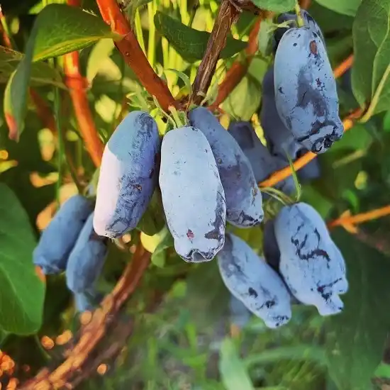 하스카프베리