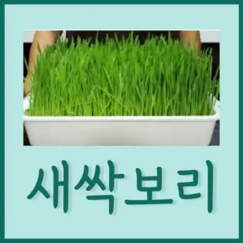 새싹보리 분말