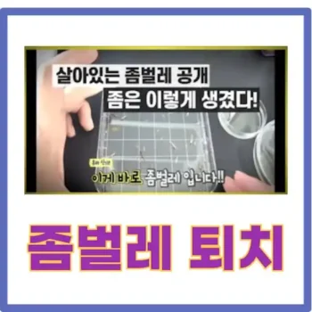 좀벌레퇴치