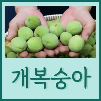 개복숭아 효능