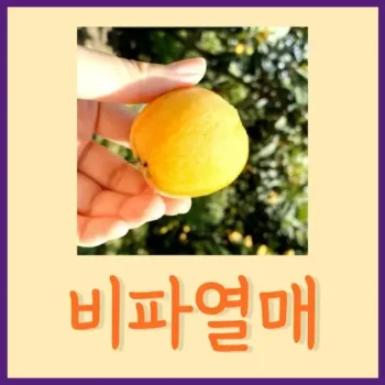비파효능