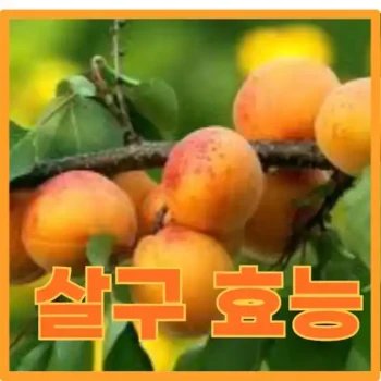살구효능