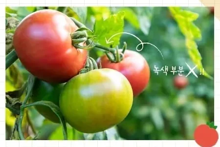 토마토 효능