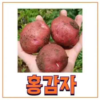 홍감자 효능